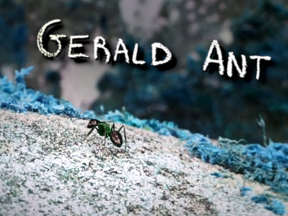 Gerald Ant
